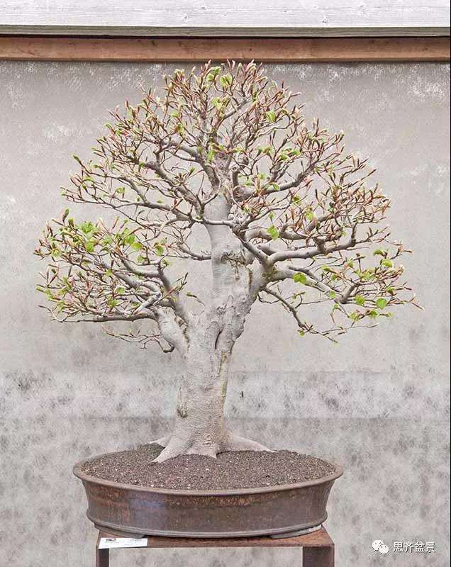 山毛榉盆景怎么制作成型的过程