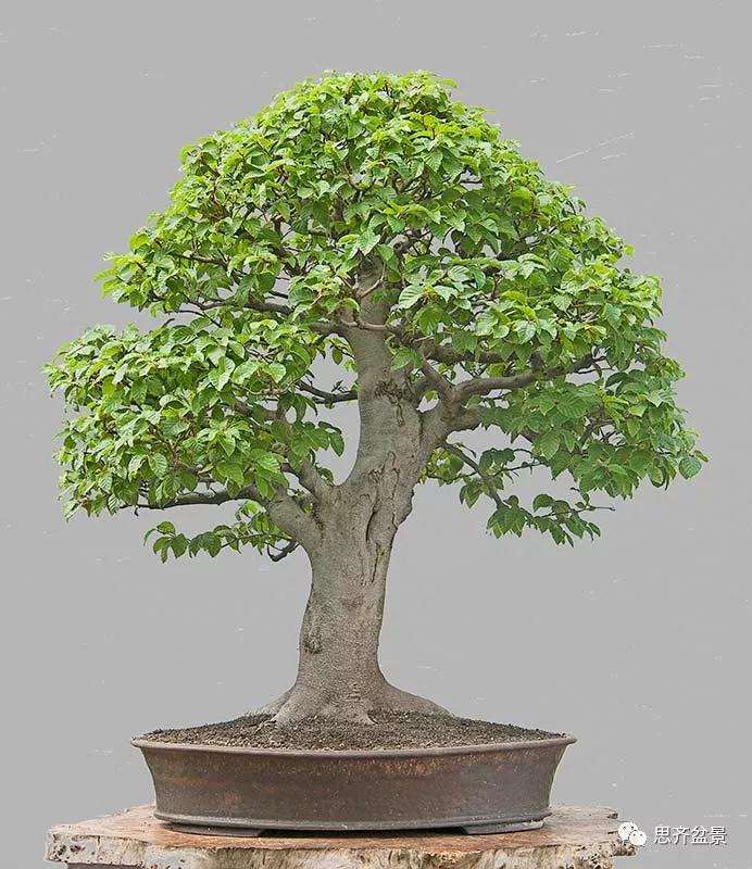 山毛榉盆景怎么制作成型的过程