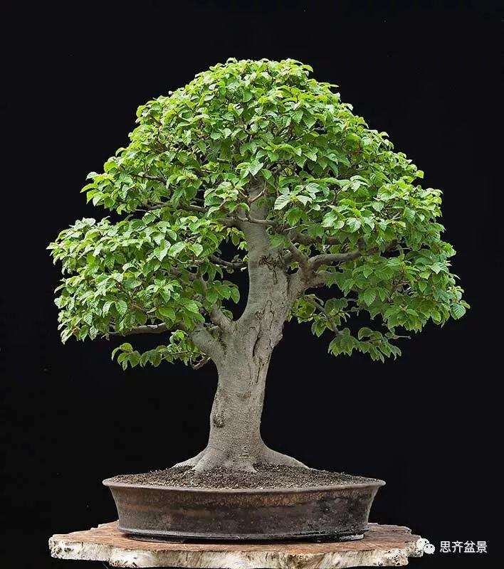 山毛榉盆景怎么制作成型的过程