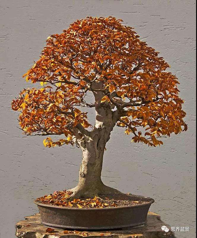 山毛榉盆景怎么制作成型的过程