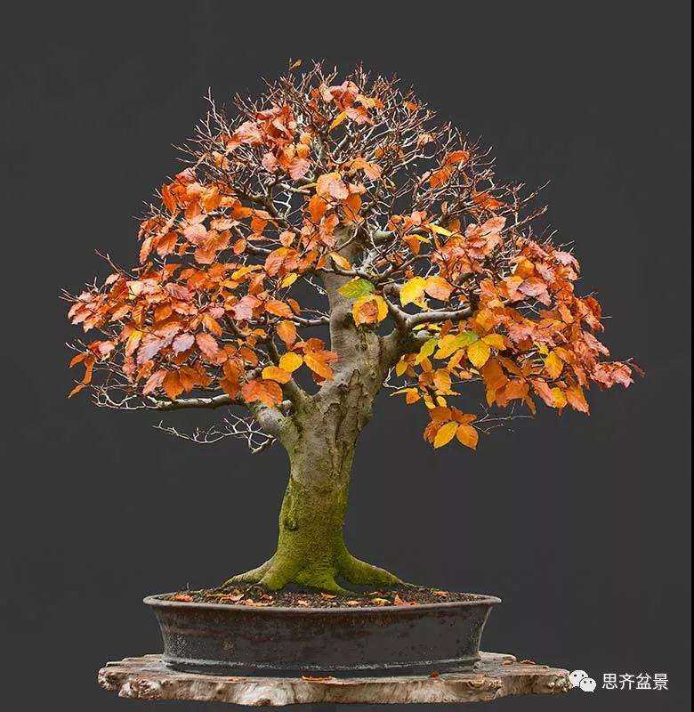 山毛榉盆景怎么制作成型的过程