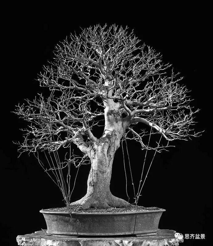 山毛榉盆景怎么制作成型的过程