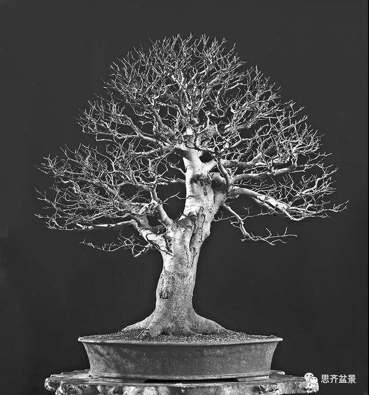 山毛榉盆景怎么制作成型的过程
