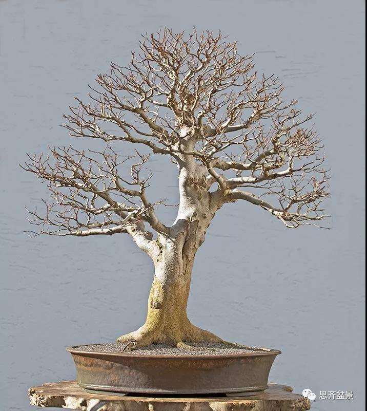 山毛榉盆景怎么制作成型的过程