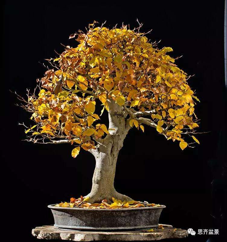 山毛榉盆景怎么制作成型的过程