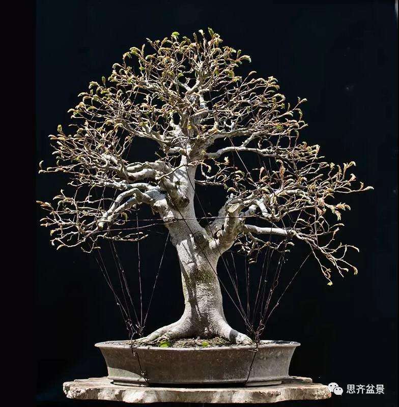 山毛榉盆景怎么制作成型的过程