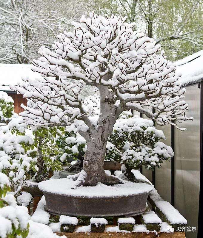 山毛榉盆景怎么制作成型的过程