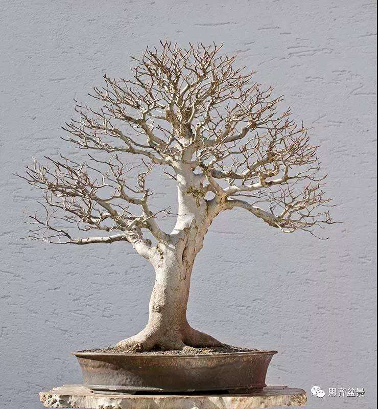 山毛榉盆景怎么制作成型的过程
