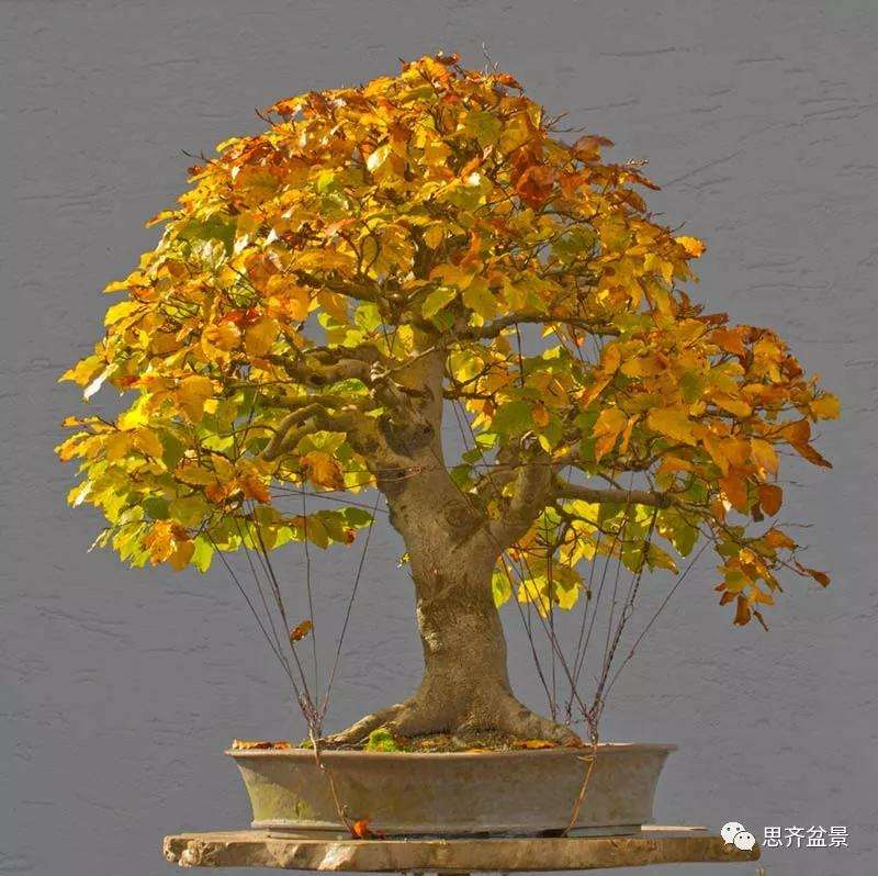 山毛榉盆景怎么制作成型的过程