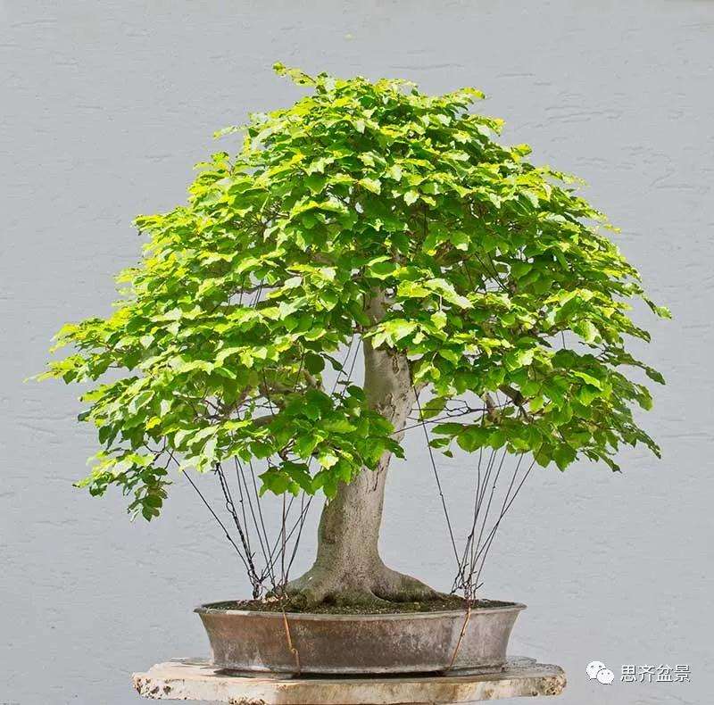 山毛榉盆景怎么制作成型的过程