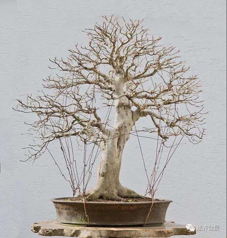 山毛榉盆景怎么制作成型的过程