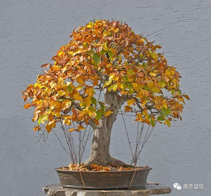 山毛榉盆景怎么制作成型的过程
