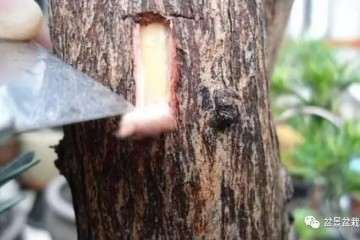 图解 罗汉松盆景怎么嫁接的方法