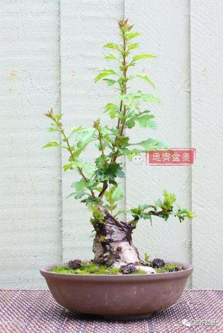 怎么制作矮霸山楂盆景的方法