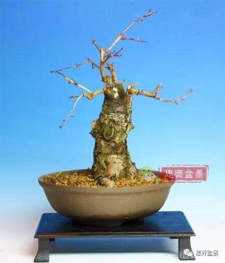 怎么制作矮霸山楂盆景的方法