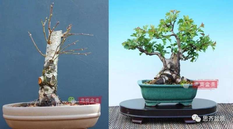 怎么制作矮霸山楂盆景的方法