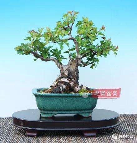 怎么制作矮霸山楂盆景的方法