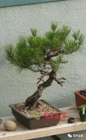 黑松盆景11年制作成型的过程