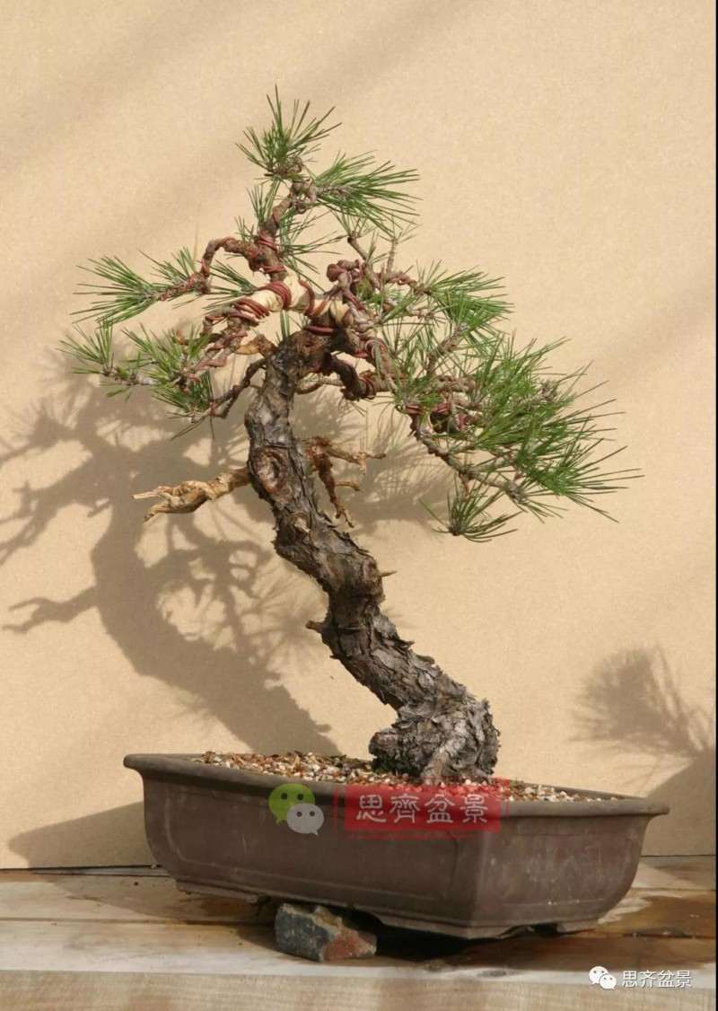 黑松盆景11年制作成型的过程