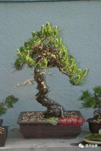 黑松盆景11年制作成型的过程