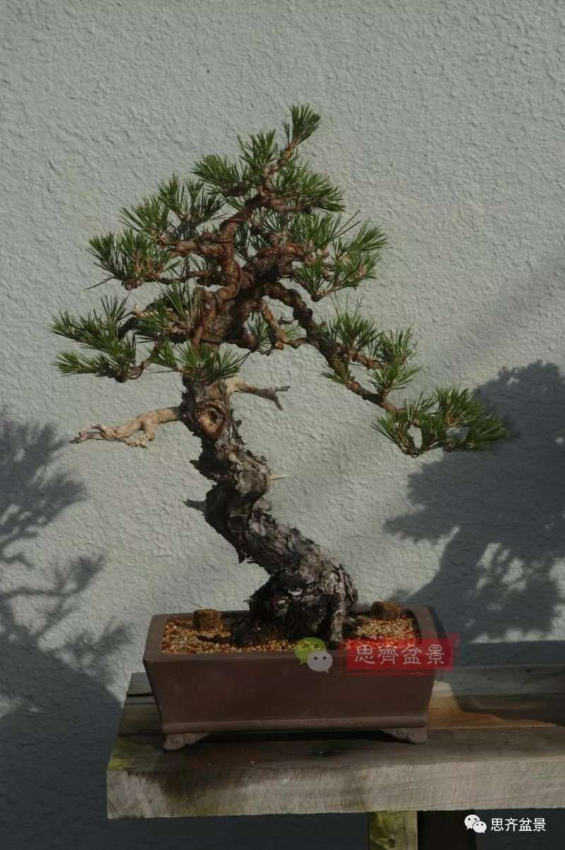 黑松盆景11年制作成型的过程