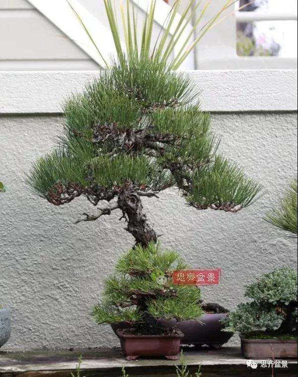 黑松盆景11年制作成型的过程