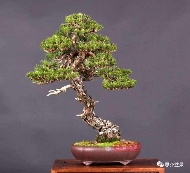 黑松盆景11年制作成型的过程