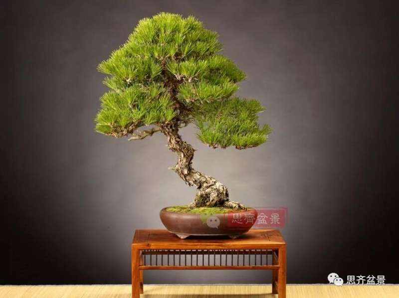 黑松盆景11年制作成型的过程