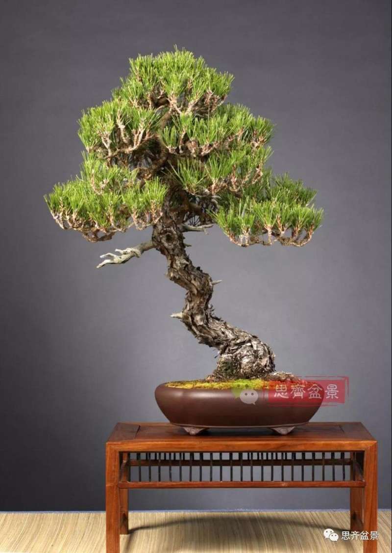 黑松盆景11年制作成型的过程