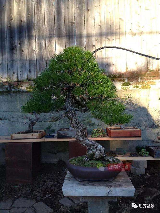 黑松盆景11年制作成型的过程