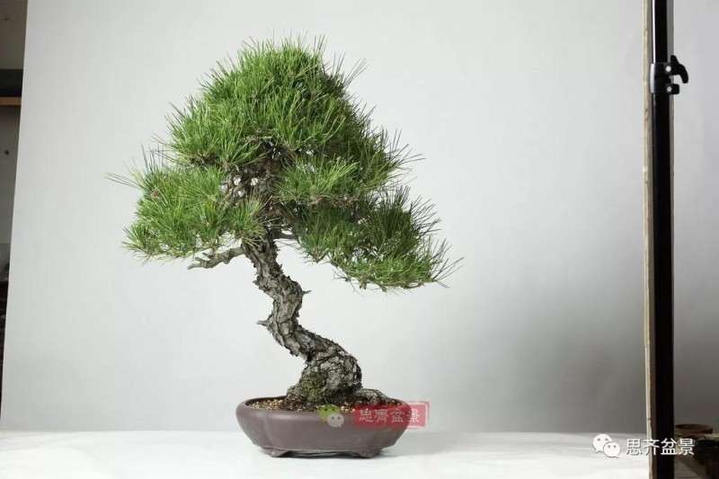 黑松盆景11年制作成型的过程