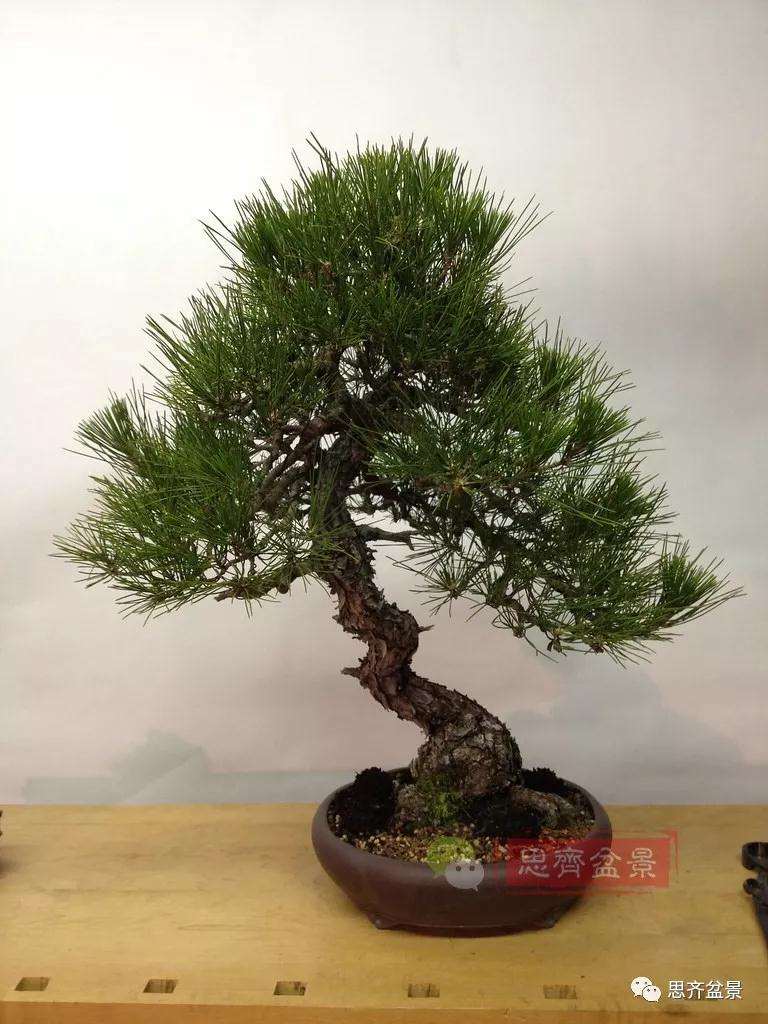 黑松盆景11年制作成型的过程