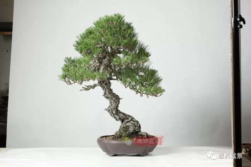 黑松盆景11年制作成型的过程