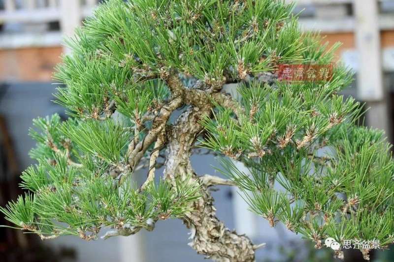 黑松盆景11年制作成型的过程