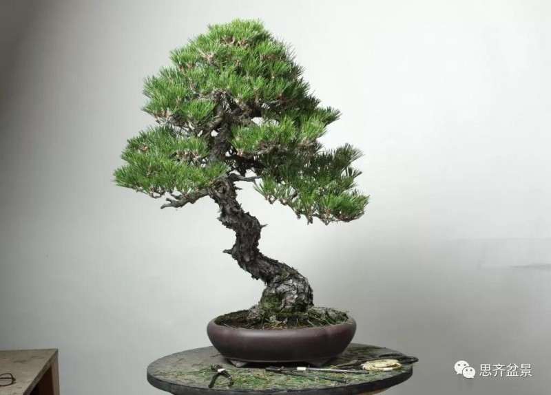 黑松盆景11年制作成型的过程