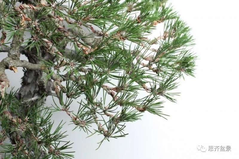 黑松盆景11年制作成型的过程