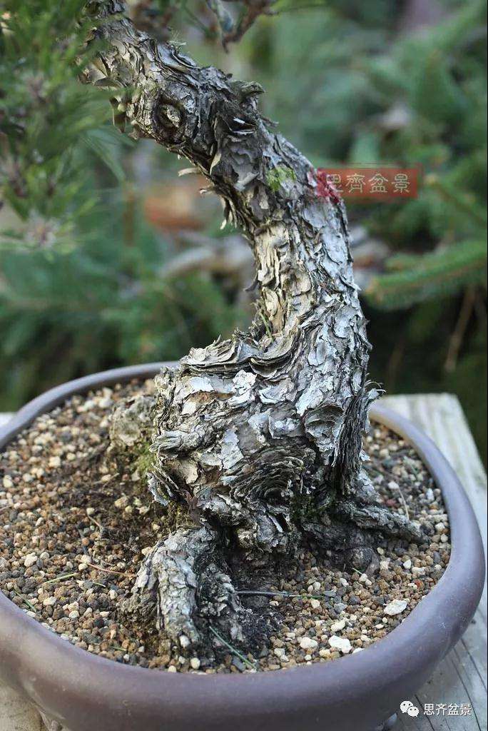 黑松盆景11年制作成型的过程