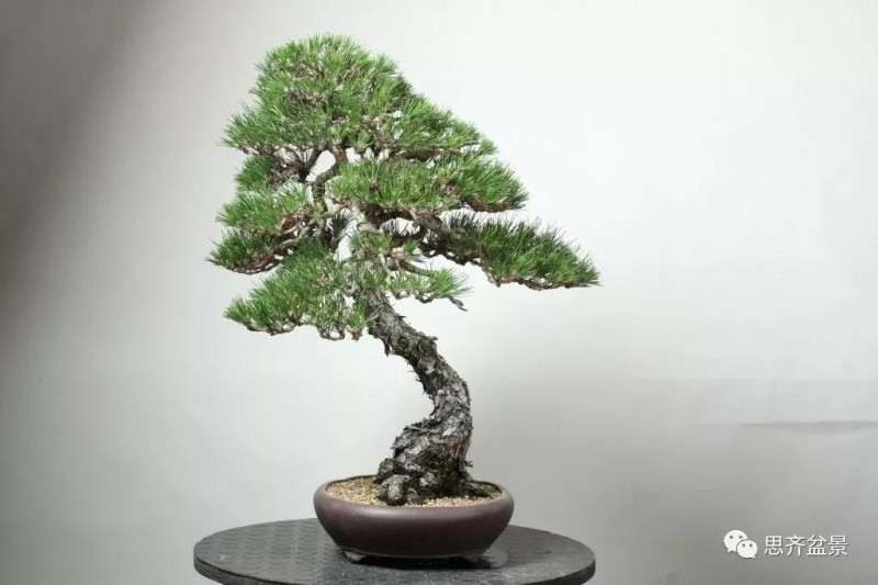黑松盆景11年制作成型的过程
