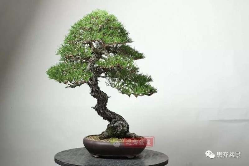 黑松盆景11年制作成型的过程