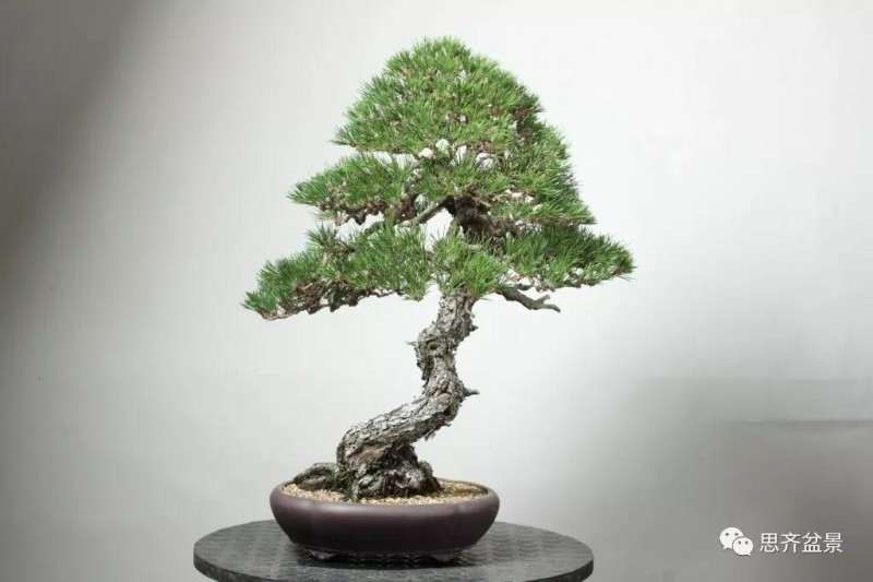 黑松盆景11年制作成型的过程