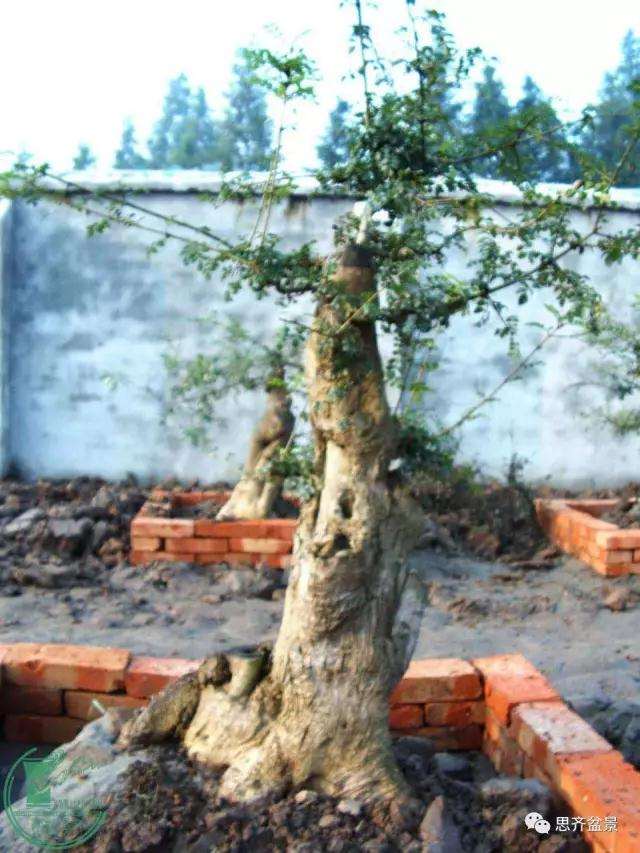 对节白蜡盆景桩坯怎么培育的方法