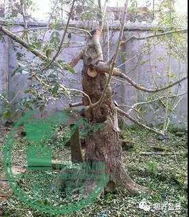 对节白蜡盆景桩坯怎么培育的方法