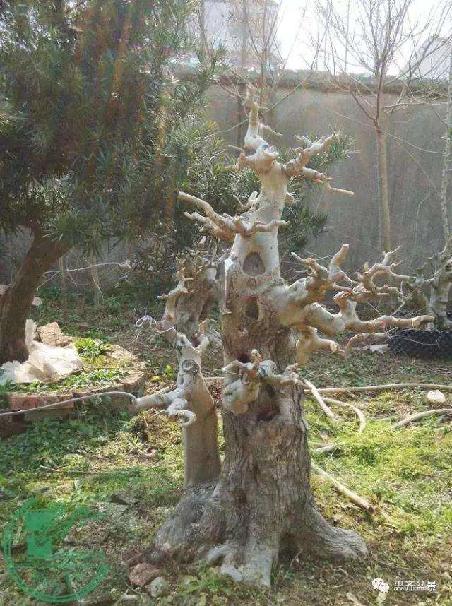 对节白蜡盆景桩坯怎么培育的方法