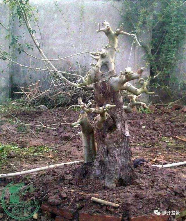 对节白蜡盆景桩坯怎么培育的方法