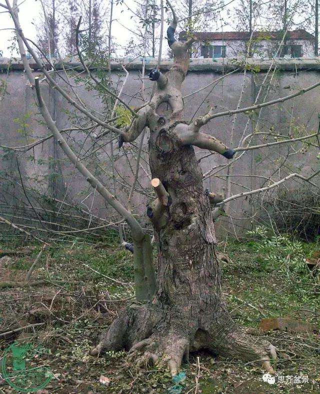 对节白蜡盆景桩坯怎么培育的方法