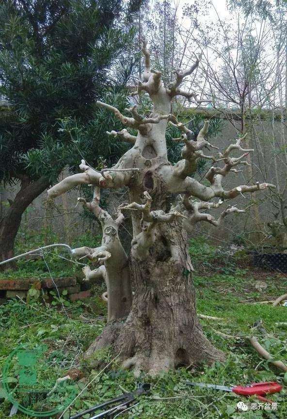 对节白蜡盆景桩坯怎么培育的方法