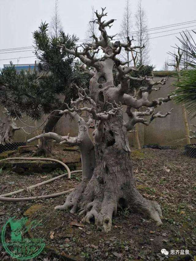 对节白蜡盆景桩坯怎么培育的方法