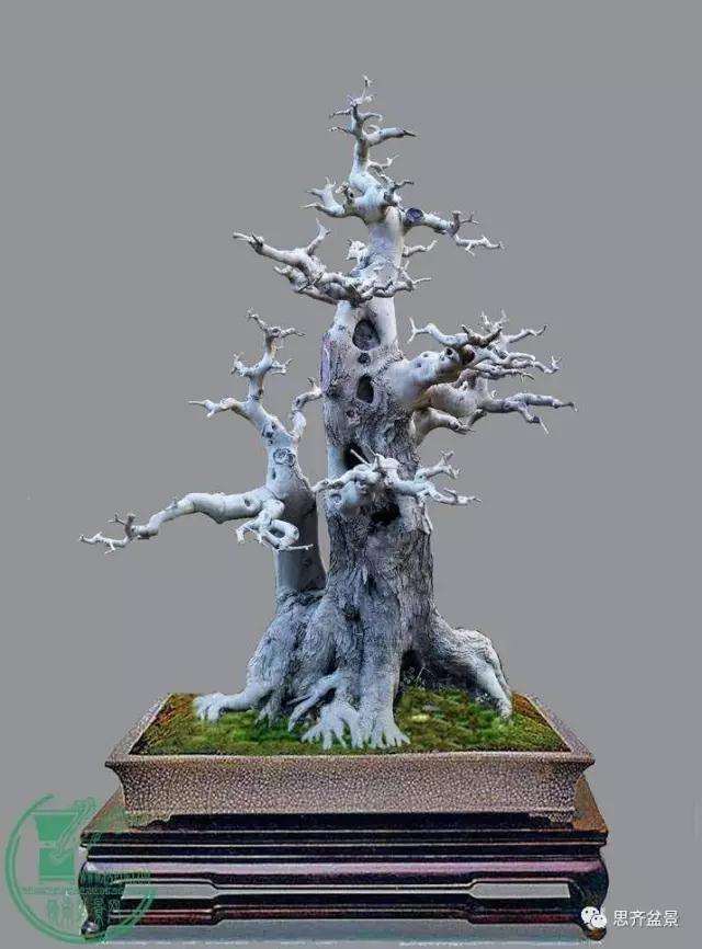 对节白蜡盆景桩坯怎么培育的方法