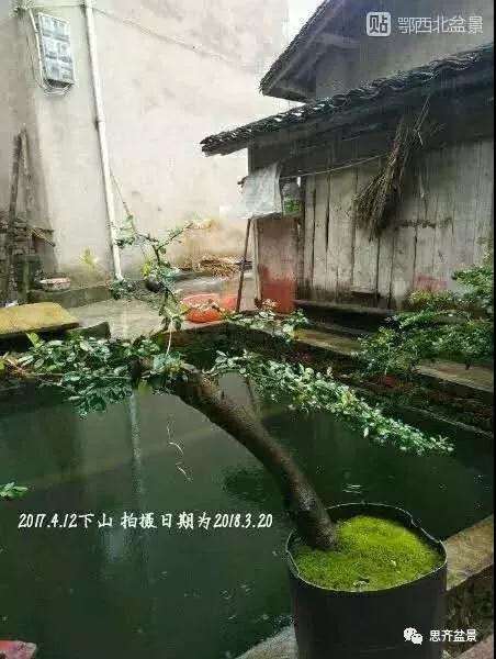 火棘下山桩怎么高压培植的方法