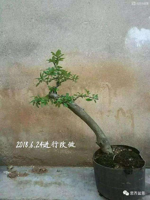 火棘下山桩怎么高压培植的方法